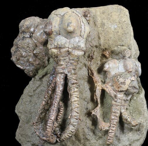 Alien Looking Jimbacrinus Crinoid Pair - Australia #62652